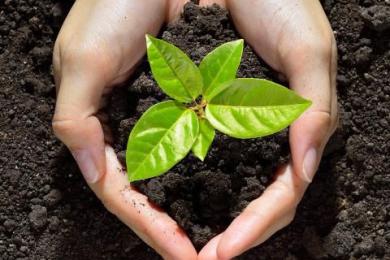 मधेसमा ८६ लाख वृक्षरोपण गरिने